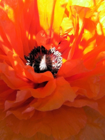 slideshow