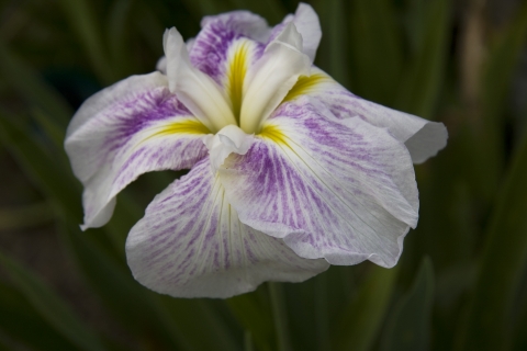 slideshow