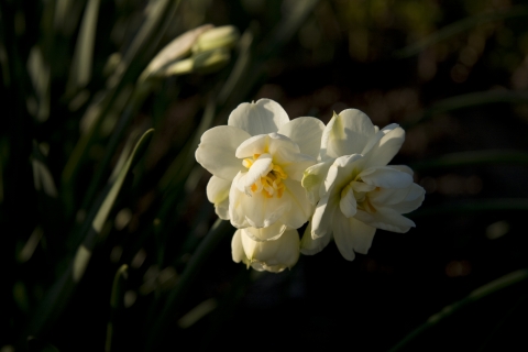 slideshow