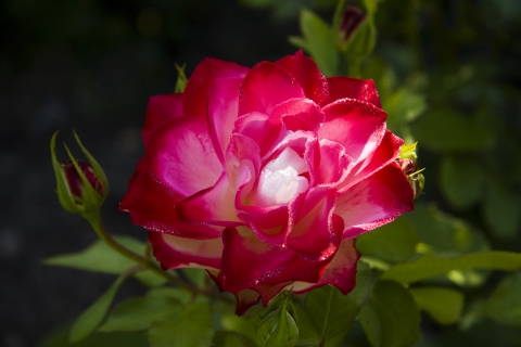 slideshow