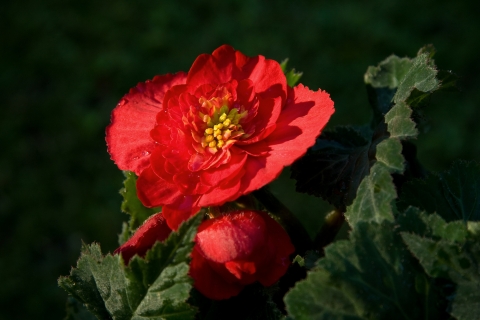 slideshow
