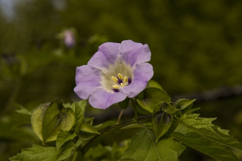 slideshow
