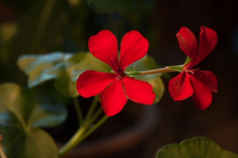 slideshow