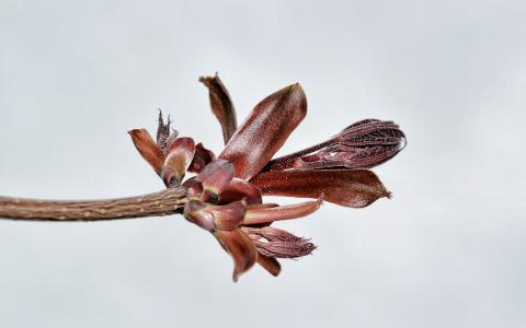 slideshow